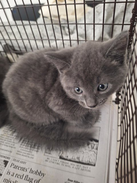 A2476072 - Domestic Short Hair available for adoption