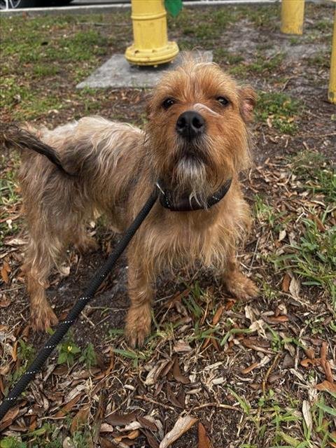 BONNIE - Tibetan Terrier available for adoption