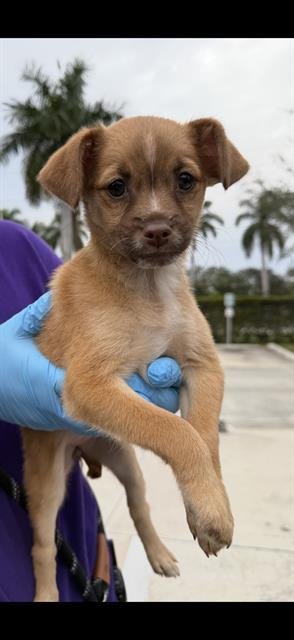 A2467659 - Chihuahua available for adoption