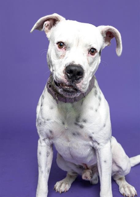 MILO - American Bulldog available for adoption