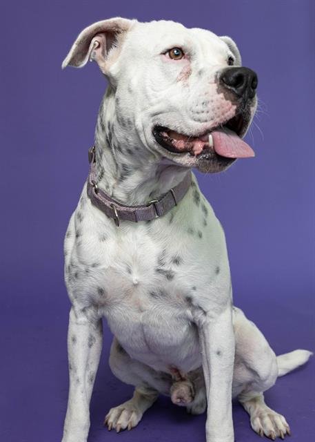 MILO - American Bulldog available for adoption