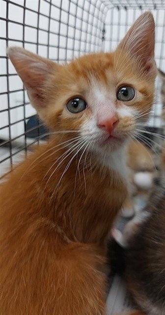 SOLIARE - Domestic Short Hair available for adoption