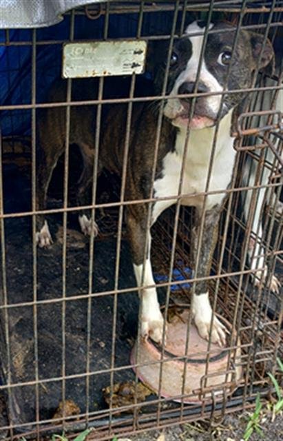 BLUE - American Staffordshire Terrier available for adoption