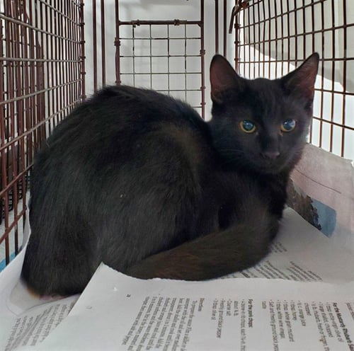 A2478734 - Domestic Short Hair available for adoption