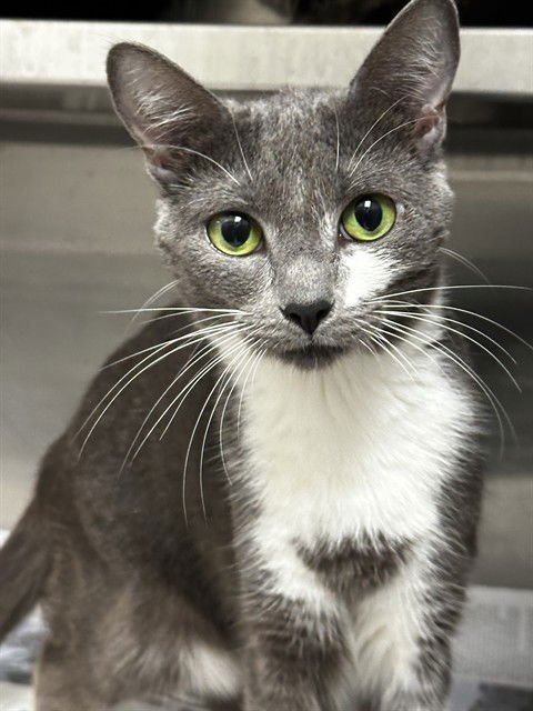 KEKE - Domestic Short Hair available for adoption