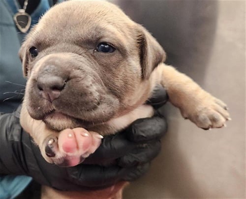 CARAMEL - American Staffordshire Terrier available for adoption