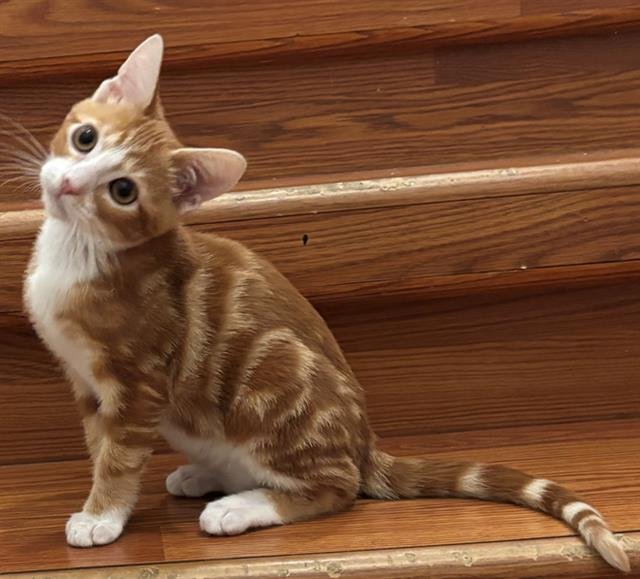 MAC - Domestic Short Hair available for adoption