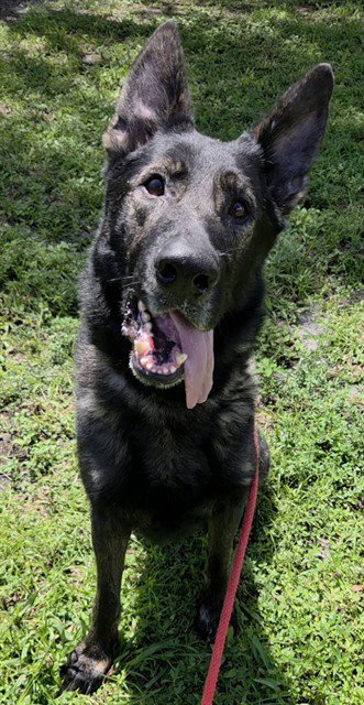 WREXHAM - German Shepherd Dog available for adoption