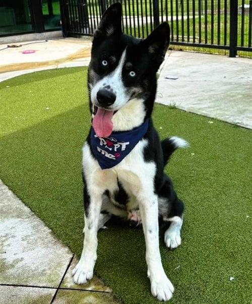 DIESEL - Siberian Husky available for adoption