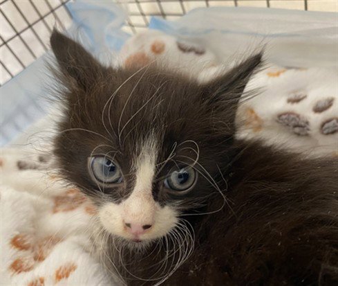 PIPPIN - Domestic Short Hair available for adoption