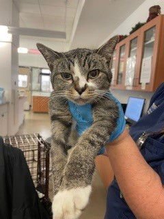 NALA - Domestic Short Hair available for adoption