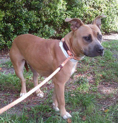 RAIN - Pit Bull Terrier available for adoption