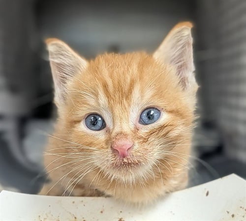 A2480315 - Domestic Short Hair available for adoption