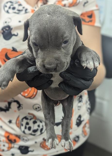 BELLA - American Staffordshire Terrier available for adoption