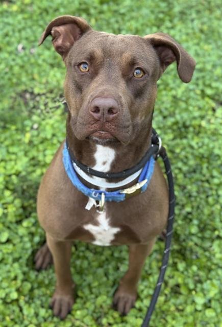 ESCALADE - Labrador Retriever available for adoption