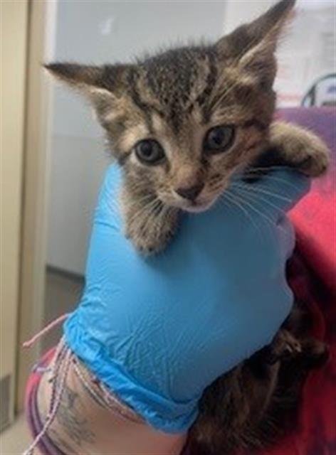 A2466216 - Domestic Short Hair available for adoption