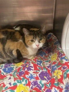 UMA - Domestic Short Hair available for adoption