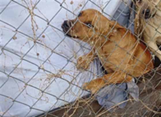 ZINGO - Chihuahua / Dachshund available for adoption