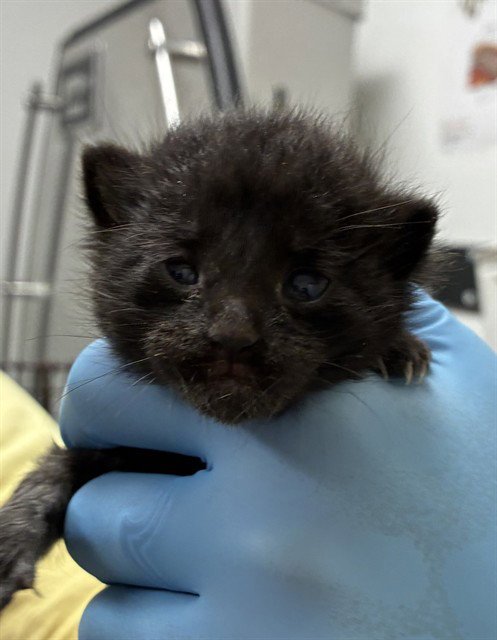 A2474635 - Domestic Short Hair available for adoption