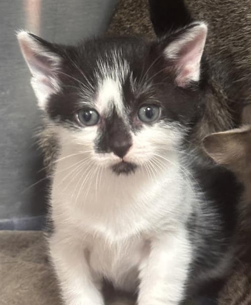 A2478187 - Domestic Short Hair available for adoption