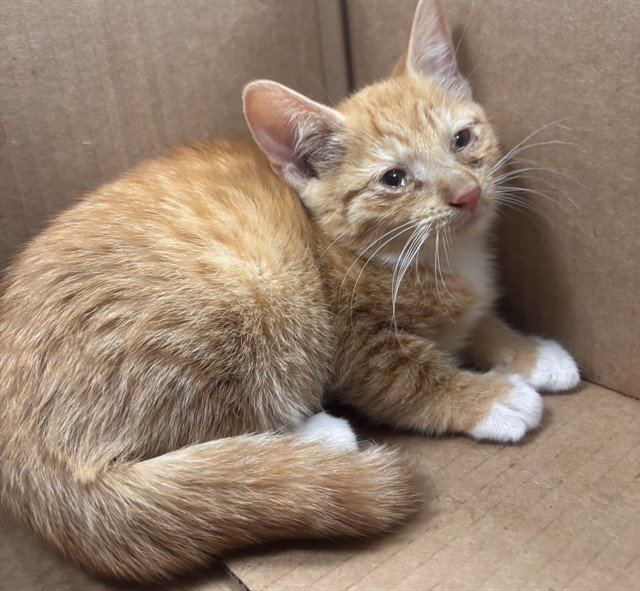 SPARKS Image