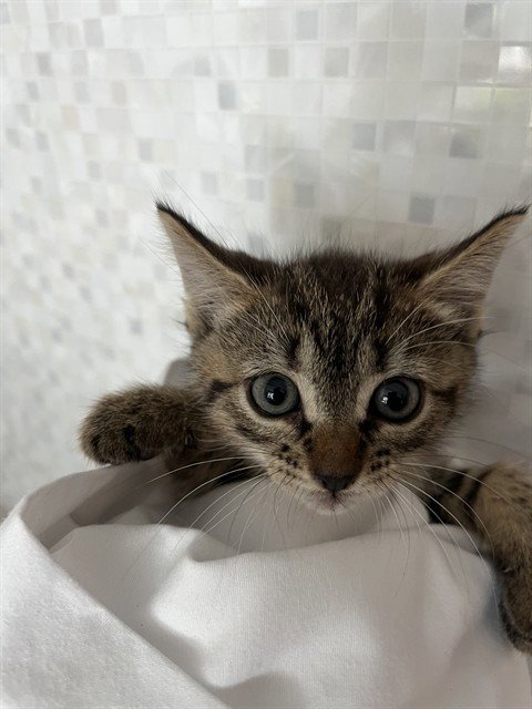 A2478051 - Domestic Short Hair available for adoption