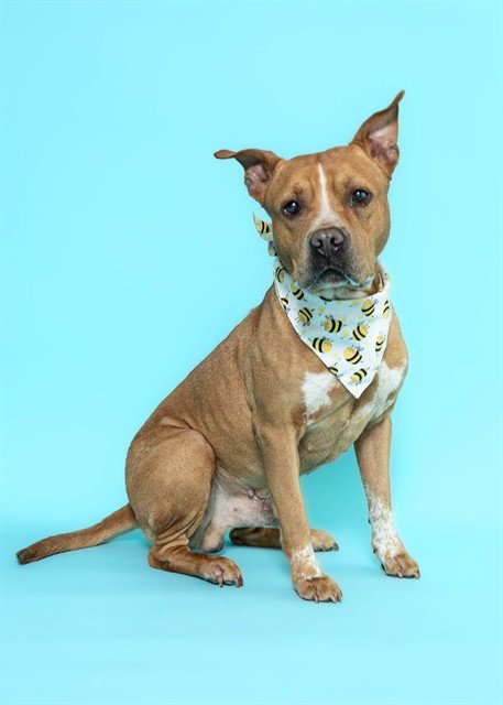 SEAMUS - American Staffordshire Terrier available for adoption
