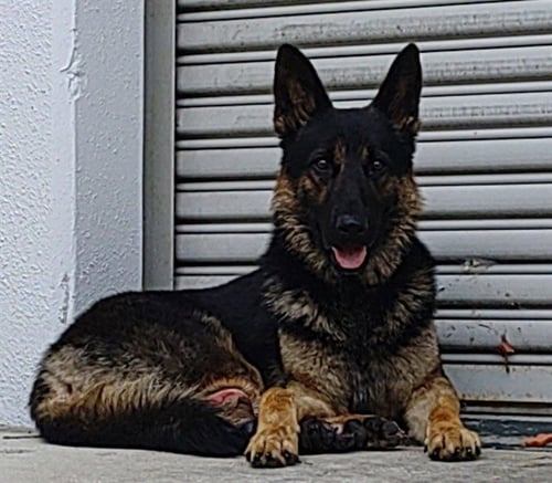 DOUG - German Shepherd Dog available for adoption