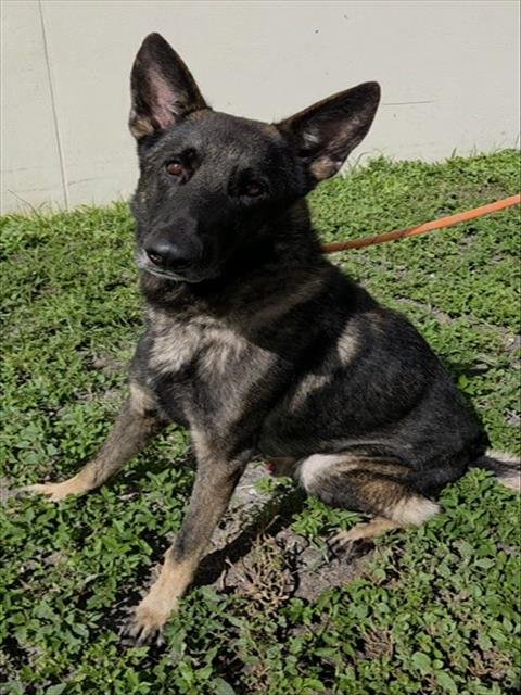WESLEY - German Shepherd Dog available for adoption