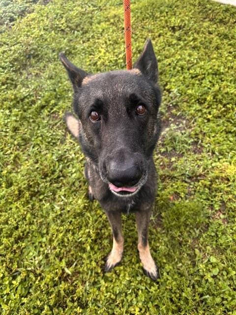 A2480282 - German Shepherd Dog available for adoption