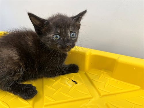 A2477354 - Domestic Short Hair available for adoption