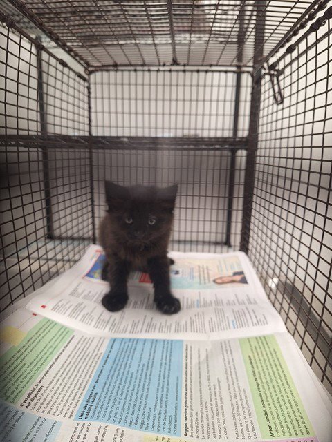 MORK - Domestic Short Hair available for adoption