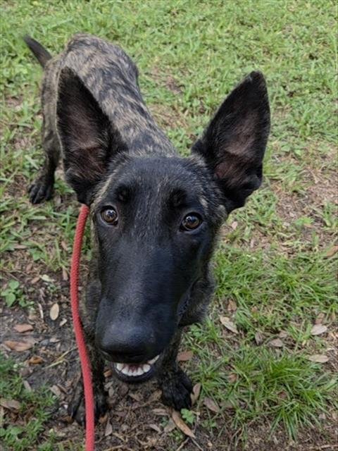 LARS - Belgian Shepherd Malinois / Greyhound available for adoption