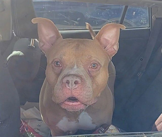KING - American Staffordshire Terrier available for adoption
