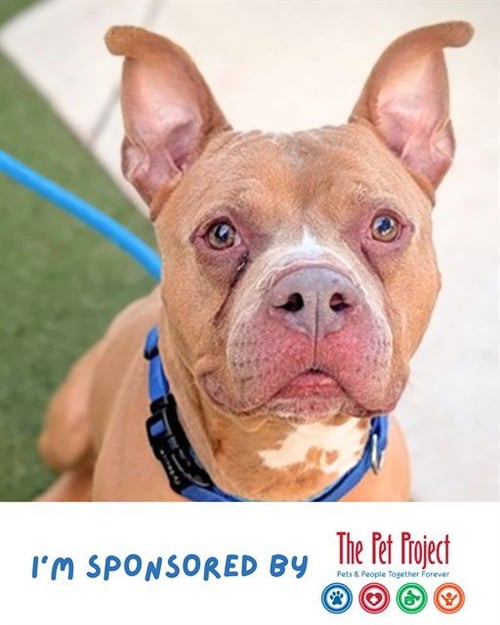 KING - American Staffordshire Terrier available for adoption