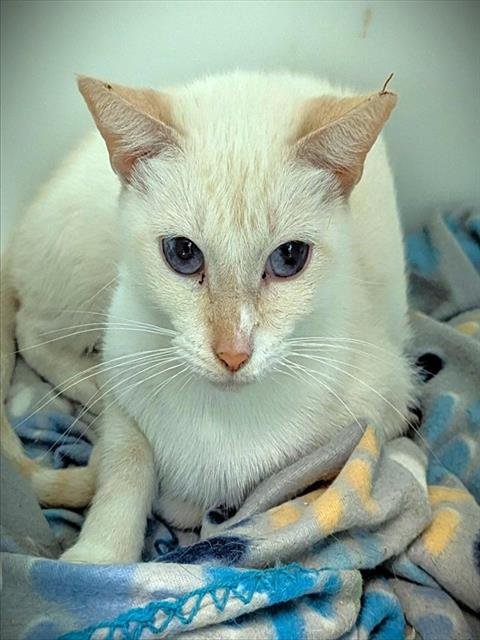 VIRGO - Domestic Short Hair available for adoption
