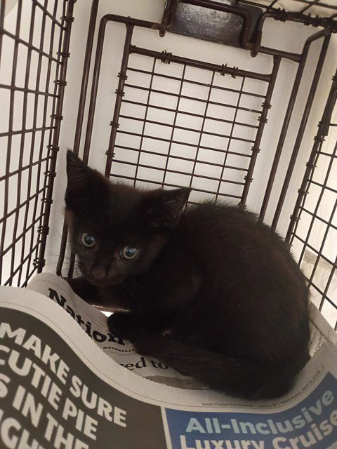 HARRISON - Domestic Short Hair available for adoption
