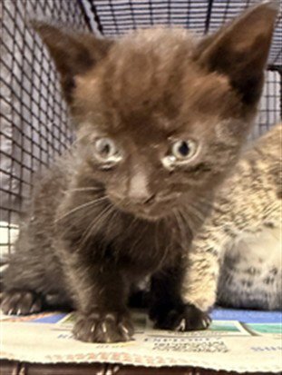 A2480198 - Domestic Short Hair available for adoption
