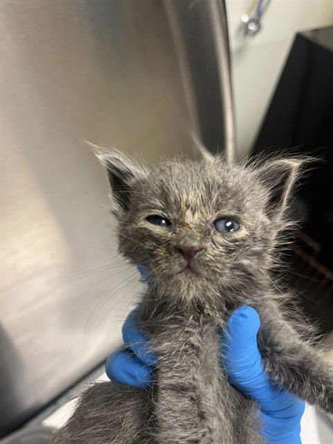 A2473370 - Domestic Short Hair available for adoption