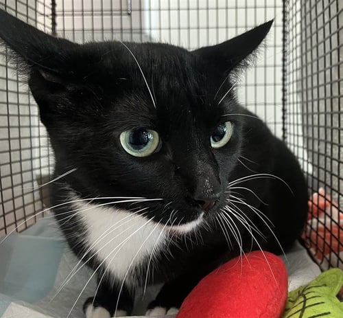 *BIANCA - Domestic Short Hair available for adoption