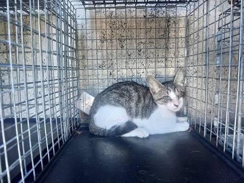 RHAENYS - Domestic Short Hair available for adoption