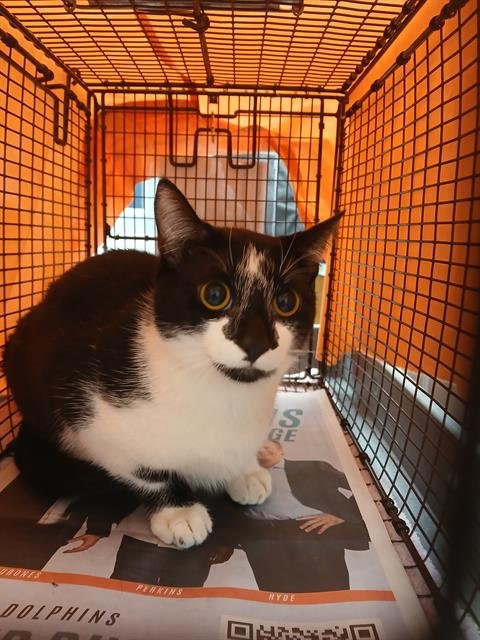 OREO - Domestic Short Hair available for adoption