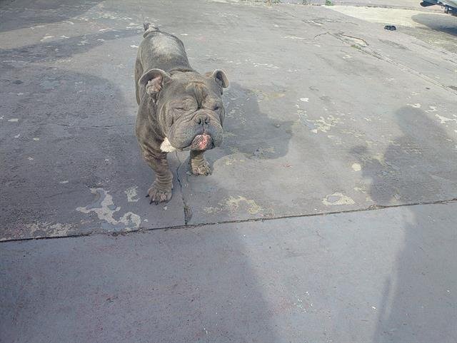 REX - English Bulldog available for adoption