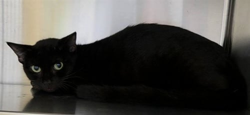 A2481883 - Domestic Short Hair available for adoption