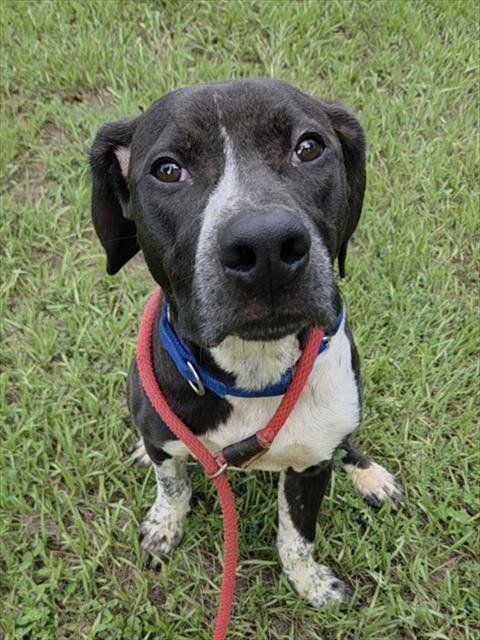 MIKEY - Pointer available for adoption