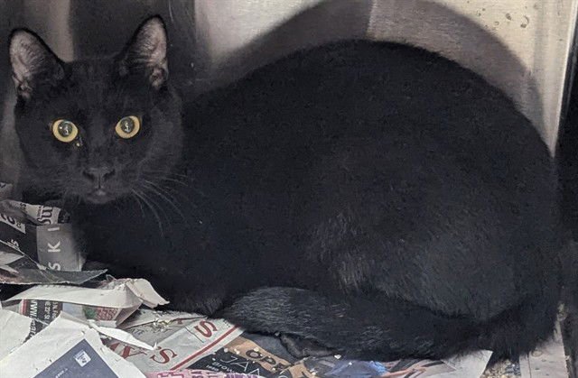 CASCADE - Domestic Short Hair available for adoption