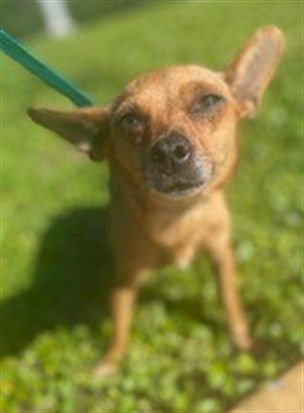JUDY - Chihuahua available for adoption