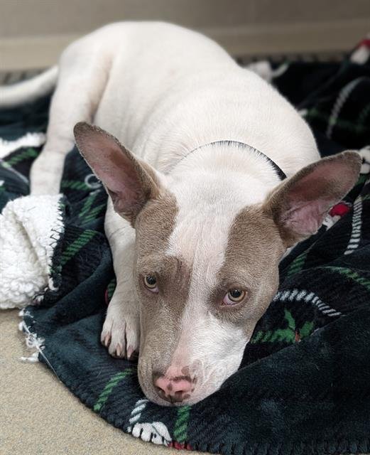 FLUFFY - American Staffordshire Terrier available for adoption