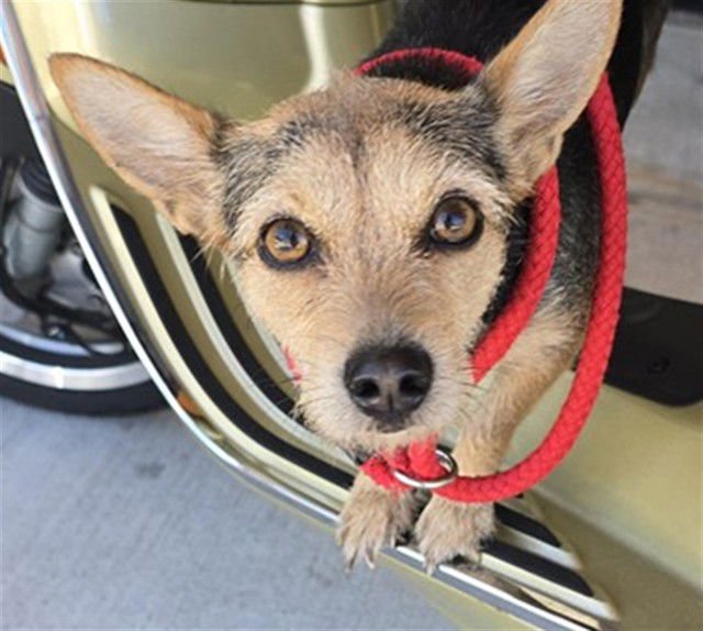 A2473184 - Australian Terrier available for adoption