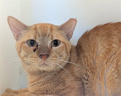 CROISSANT - Domestic Short Hair available for adoption